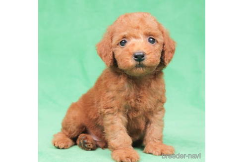 成約済の東京都のトイプードル-198178の1枚目