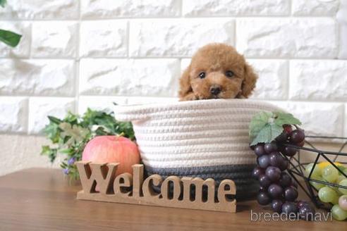 成約済の滋賀県のトイプードル-195030