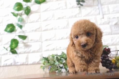 成約済の滋賀県のトイプードル-195030の6枚目