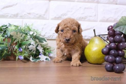 成約済の滋賀県のトイプードル-195030の2枚目