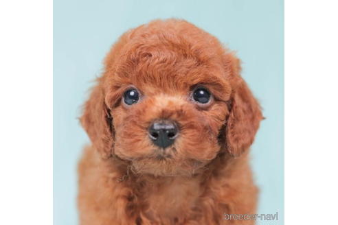 成約済の東京都のトイプードル-198182の4枚目