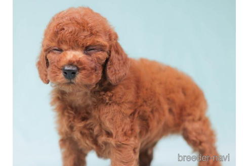 成約済の東京都のトイプードル-198182の3枚目