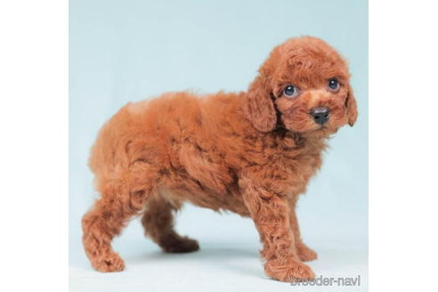 成約済の東京都のトイプードル-198182の2枚目