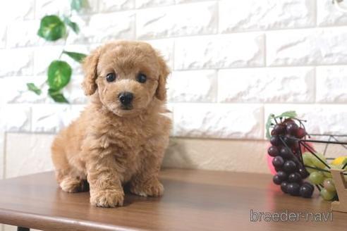 成約済の滋賀県のトイプードル-195031