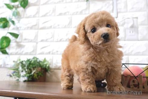 成約済の滋賀県のトイプードル-195031の6枚目