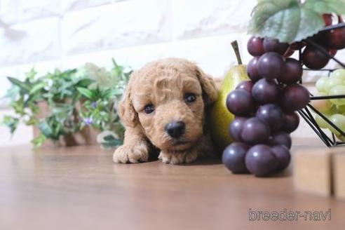 成約済の滋賀県のトイプードル-195031の2枚目