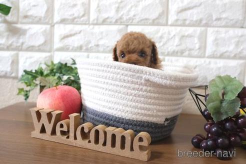 成約済の滋賀県のトイプードル-195991の1枚目