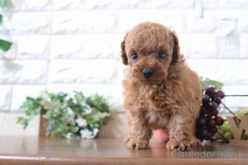 成約済の滋賀県のトイプードル-195991の6枚目