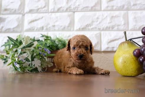成約済の滋賀県のトイプードル-195991の3枚目