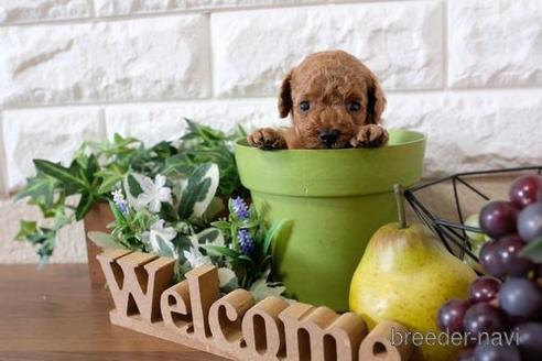 成約済の滋賀県のトイプードル-195991の2枚目