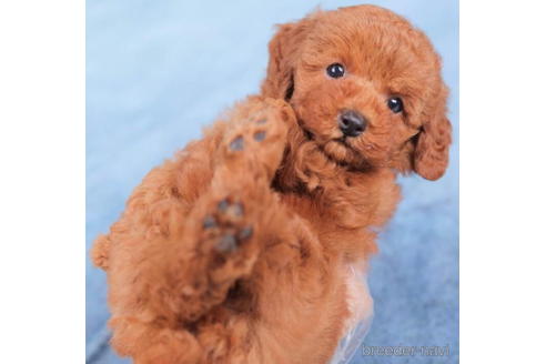 成約済の東京都のトイプードル-198187の5枚目