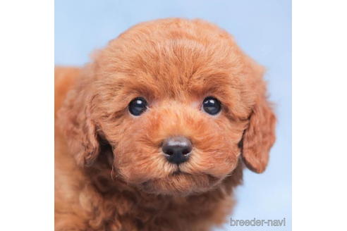 成約済の東京都のトイプードル-198187の4枚目