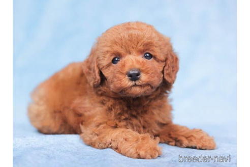 成約済の東京都のトイプードル-198187の3枚目