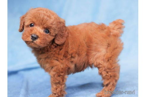 成約済の東京都のトイプードル-198187の2枚目