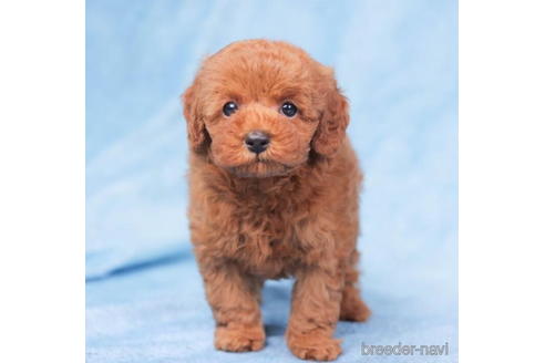 成約済の東京都のトイプードル-198187の1枚目