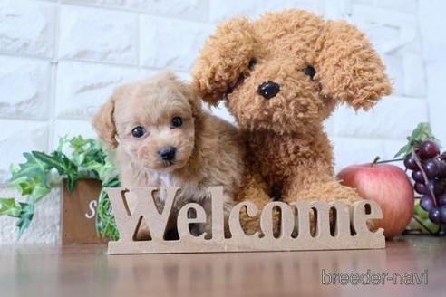 成約済の滋賀県のトイプードル-196003の6枚目