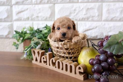 成約済の滋賀県のトイプードル-196003の2枚目