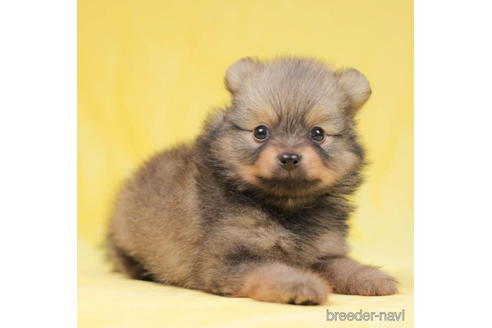 成約済の東京都のポメラニアン-198193の5枚目