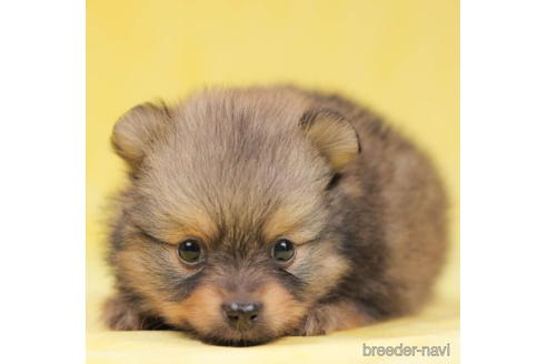 成約済の東京都のポメラニアン-198193の4枚目