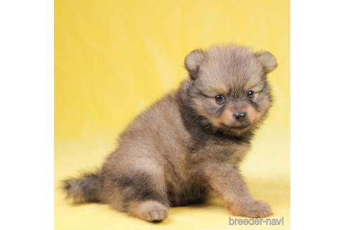 成約済の東京都のポメラニアン-198193の3枚目