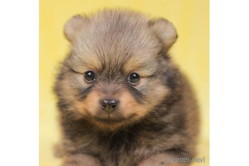 成約済の東京都のポメラニアン-198193の2枚目