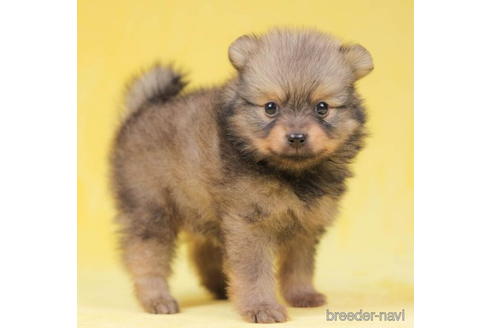 成約済の東京都のポメラニアン-198193の1枚目