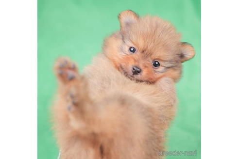 成約済の東京都のポメラニアン-198198の5枚目