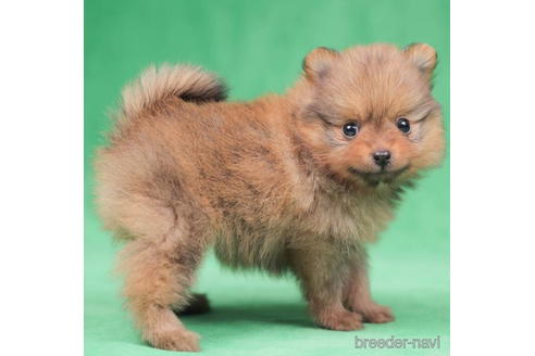 成約済の東京都のポメラニアン-198198の4枚目