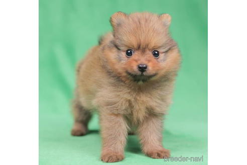 成約済の東京都のポメラニアン-198198の3枚目