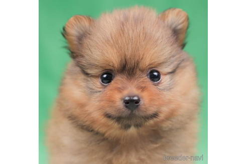 成約済の東京都のポメラニアン-198198の2枚目