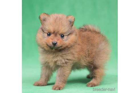 成約済の東京都のポメラニアン-198198