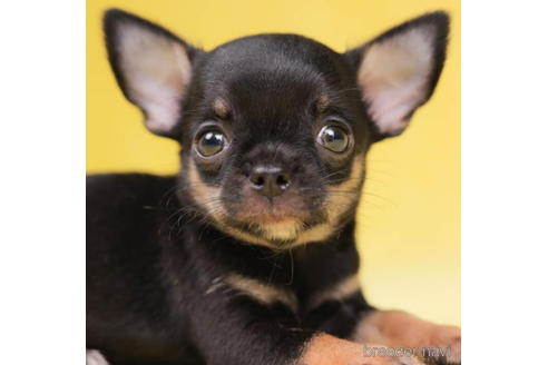 成約済の東京都のチワワ(スムースコート)-198202の3枚目