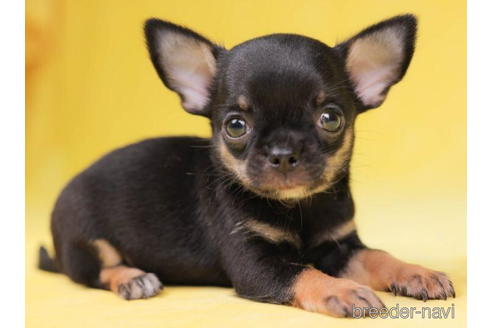 成約済の東京都のチワワ(スムースコート)-198202の2枚目