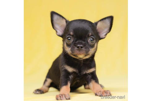 成約済の東京都のチワワ(スムースコート)-198202