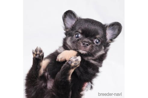 成約済の東京都のチワワ(ロングコート)-198203の5枚目