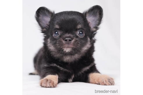 成約済の東京都のチワワ(ロングコート)-198203の4枚目