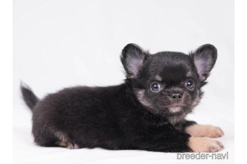 成約済の東京都のチワワ(ロングコート)-198203の3枚目