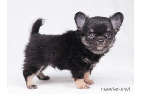 成約済の東京都のチワワ(ロングコート)-198203の2枚目