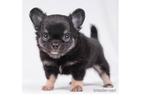 成約済の東京都のチワワ(ロングコート)-198203