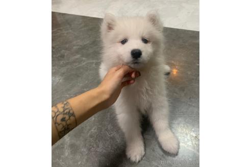 茨城県のサモエド 女の子 22 07 14生まれ ホワイト 白 子犬id 1904 ブリーダーナビ