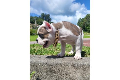 成約済の沖縄県のミックス犬-197157の4枚目