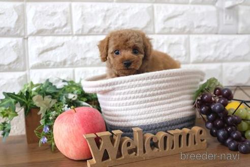 成約済の滋賀県のトイプードル-196007の1枚目