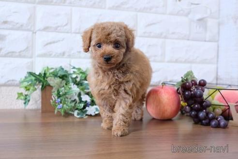 成約済の滋賀県のトイプードル-196007の6枚目