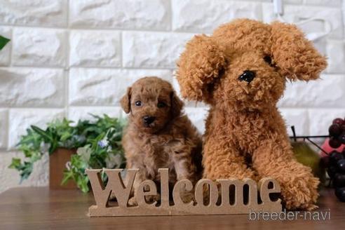 成約済の滋賀県のトイプードル-196007の3枚目