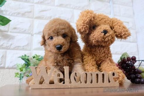 成約済の滋賀県のトイプードル-196032の6枚目