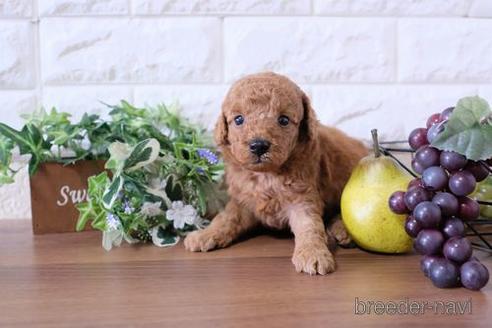 成約済の滋賀県のトイプードル-196032の3枚目