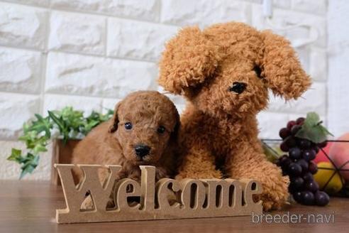 成約済の滋賀県のトイプードル-196032の2枚目