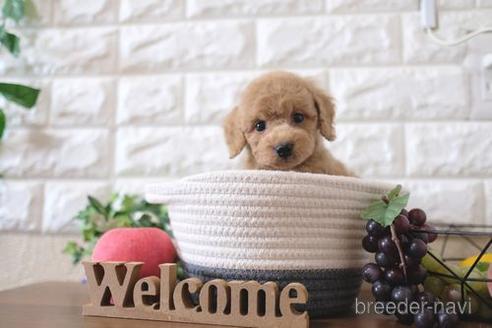 成約済の滋賀県のトイプードル-196034の1枚目