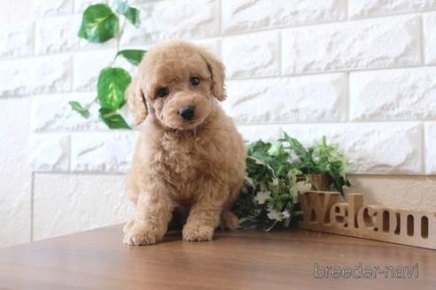 成約済の滋賀県のトイプードル-196034の6枚目