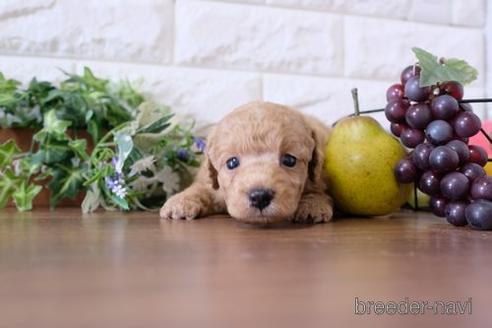 成約済の滋賀県のトイプードル-196034の3枚目